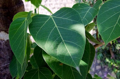 Cây dược liệu cây Lâm vồ, Đa bồ đề - Ficus rumphii Blume