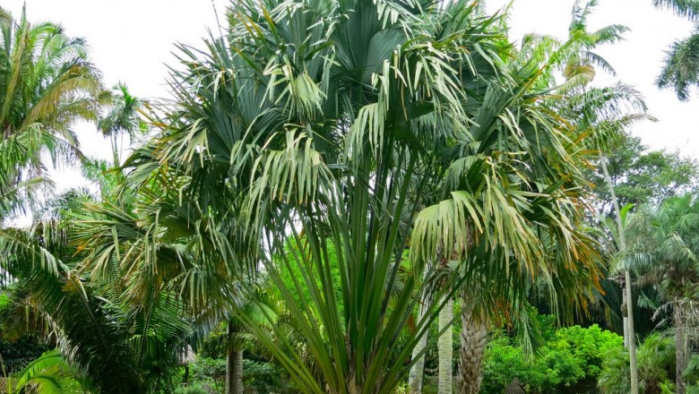 Cây dược liệu cây Lá buông - Corypha lecomtei Becc