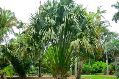 Cây dược liệu cây Lá buông - Corypha lecomtei Becc