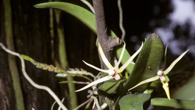 Cây dược liệu cây Lan xương cá - Thrixspermum centipeda Lour