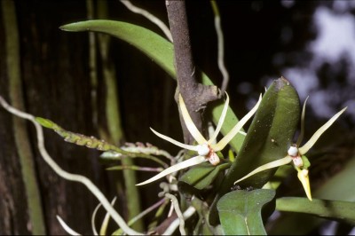 Cây dược liệu cây Lan xương cá - Thrixspermum centipeda Lour