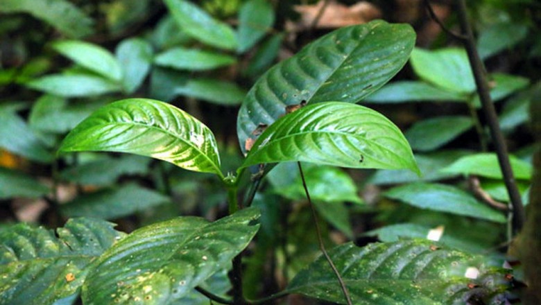 Cây dược liệu cây Lấu núi, May cán cân - Psychotria montana Blume