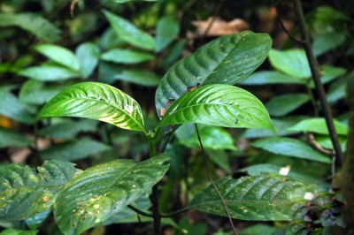 Cây dược liệu cây Lấu núi, May cán cân - Psychotria montana Blume