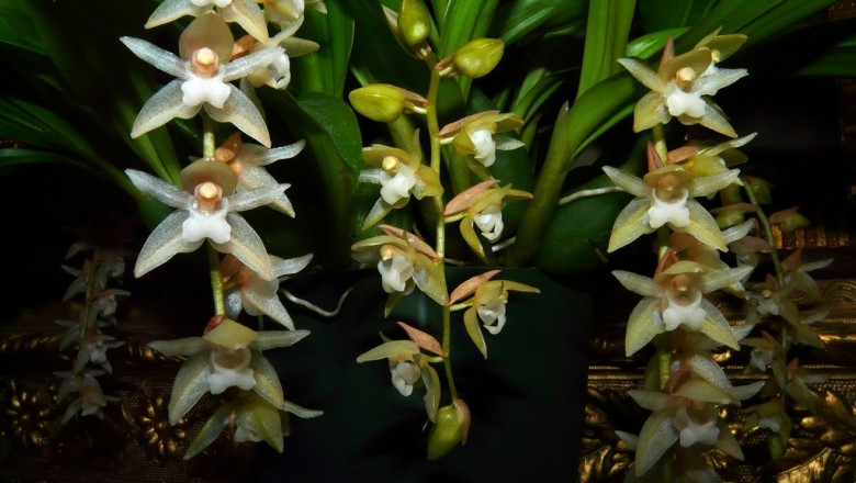 Cây dược liệu cây Lan tục đoạn Trung Quốc - Pholidota chinensis Lindl