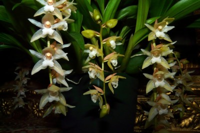 Cây dược liệu cây Lan tục đoạn Trung Quốc - Pholidota chinensis Lindl