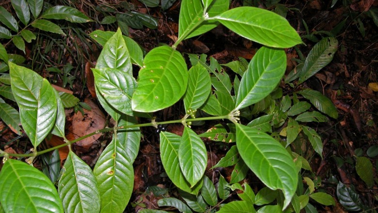 Cây dược liệu cây Lấu ông - Psychotria morindvides Hutch