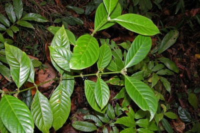 Cây dược liệu cây Lấu ông - Psychotria morindvides Hutch
