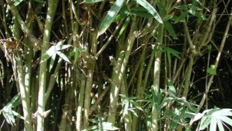 Cây dược liệu cây Le lông trắng, Mạy lai - Oxytenanthera albo-ciliata Munro