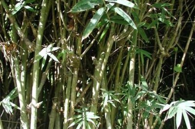 Cây dược liệu cây Le lông trắng, Mạy lai - Oxytenanthera albo-ciliata Munro