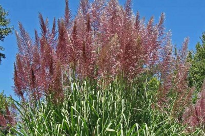 Cây dược liệu cây Lau, Dế - Saccharum arundinaceum Retz