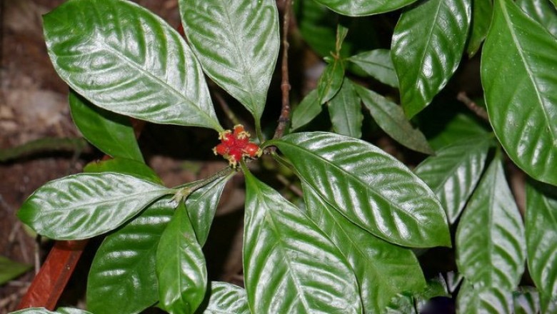 Cây dược liệu cây Lấu lông hoe, Lấu Thái - Psychotria siamica (Craib) Hutch