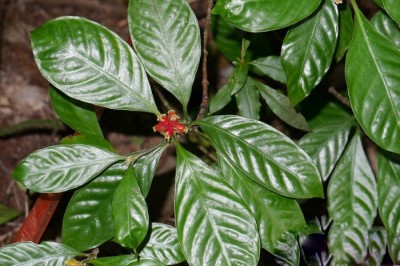 Cây dược liệu cây Lấu lông hoe, Lấu Thái - Psychotria siamica (Craib) Hutch
