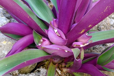 Cây dược liệu cây Lẻ bạn, Bạng hoa, Sò huyết - Tradescantia discolor L'Hér. (Rhoeo discolor (L'Hér.) Hance)