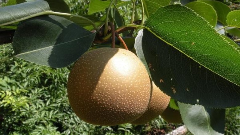 Cây dược liệu cây Lê - Pyrus pyrifolia (Burm.f) Nakai