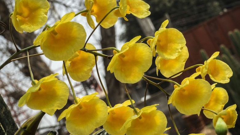 Cây dược liệu cây Lan vẩy rắn, Vẩy cá, Tụ thạch hộc - Dendrobium lindleyi Steud