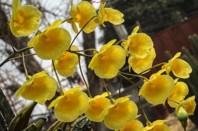 Cây dược liệu cây Lan vẩy rắn, Vẩy cá, Tụ thạch hộc - Dendrobium lindleyi Steud