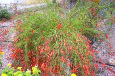 Cây dược liệu cây Liều tường hoa đỏ - Russelia equisetifomis Schlecht. et Cham