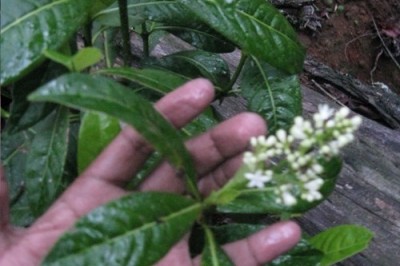 Cây dược liệu cây Lấu tuyến - Psychotria adenophylla Wall