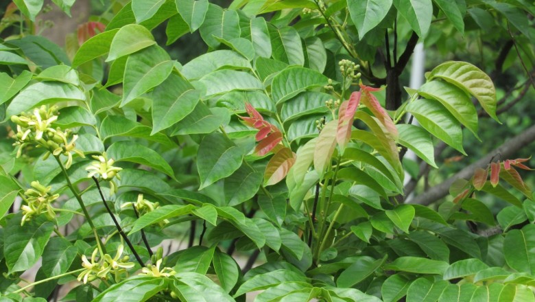 Cây dược liệu cây Lát hoa - Chukrasia tabularis A. Juss