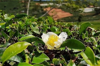 Nông dân Lâm Đồng chặt bỏ cây chè