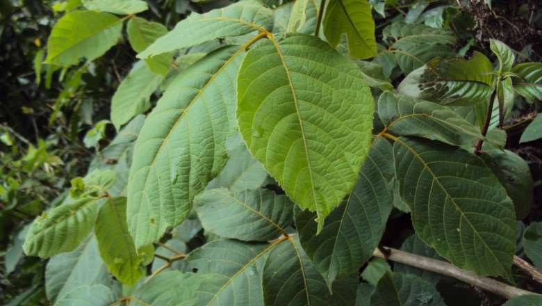 Cây dược liệu cây Lù mù, Ngoại mộc nhẵn - Allophylus glaber Radlk