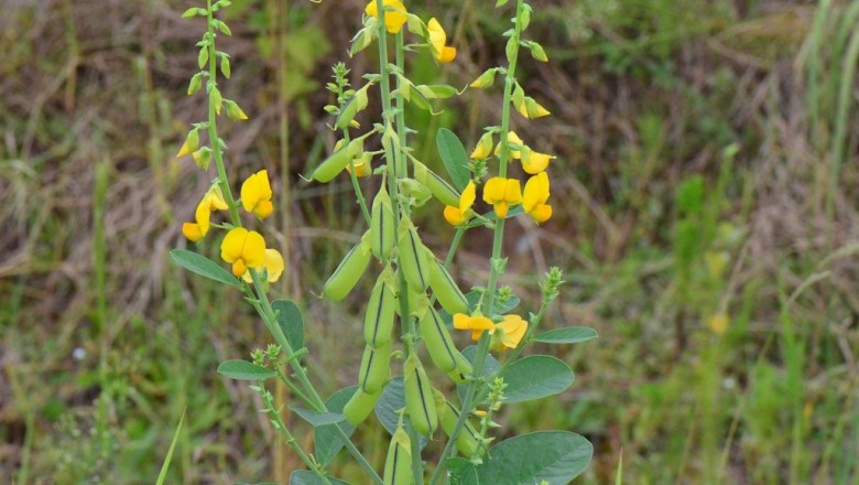 Cây dược liệu cây Lục lạc lá ổi tròn, Muồng Ấn Độ, Muồng lá ổi- Crotalaria spectabilis Roth (C. sericea Retz.)