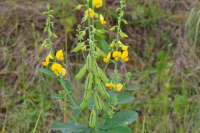 Cây dược liệu cây Lục lạc lá ổi tròn, Muồng Ấn Độ, Muồng lá ổi- Crotalaria spectabilis Roth (C. sericea Retz.)