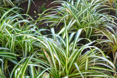 Cây dược liệu cây Lục thảo thưa - Chlorophytum laxum R. Br