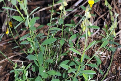 Cây dược liệu cây Lục lạc trắng - Crotalaria albida Heyne ex Roth