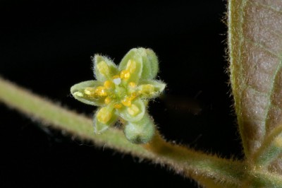 Cây dược liệu cây Lưỡi nai, Họng gà, Sụ - Phoebe kunstleri Gamble