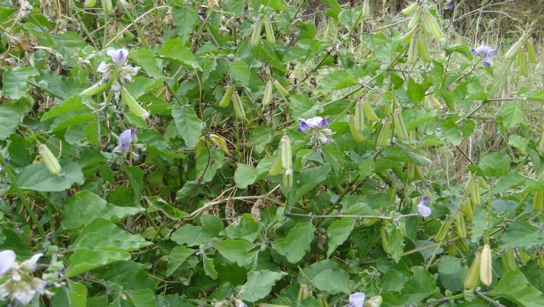 Cây dược liệu cây Lục lạc mụt, Sục sạc mụt, Muồng tai lợn - Crotalaria verrucosa L