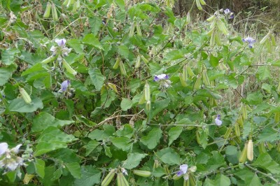 Cây dược liệu cây Lục lạc mụt, Sục sạc mụt, Muồng tai lợn - Crotalaria verrucosa L