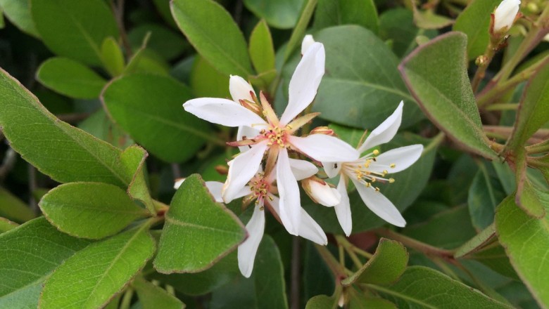 Cây dược liệu cây Lương gai, Sến dương - Rhaphiolepis indica (L.) Lindl