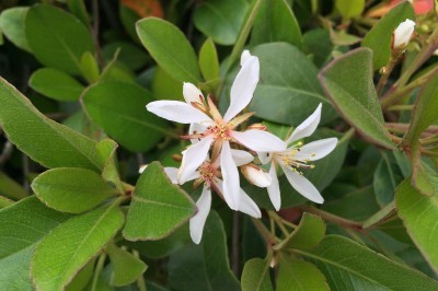 Cây dược liệu cây Lương gai, Sến dương - Rhaphiolepis indica (L.) Lindl