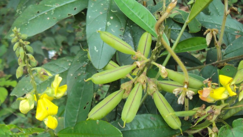 Cây dược liệu cây Lục lạc tù, Muồng một lá - Crotalaria retusa L