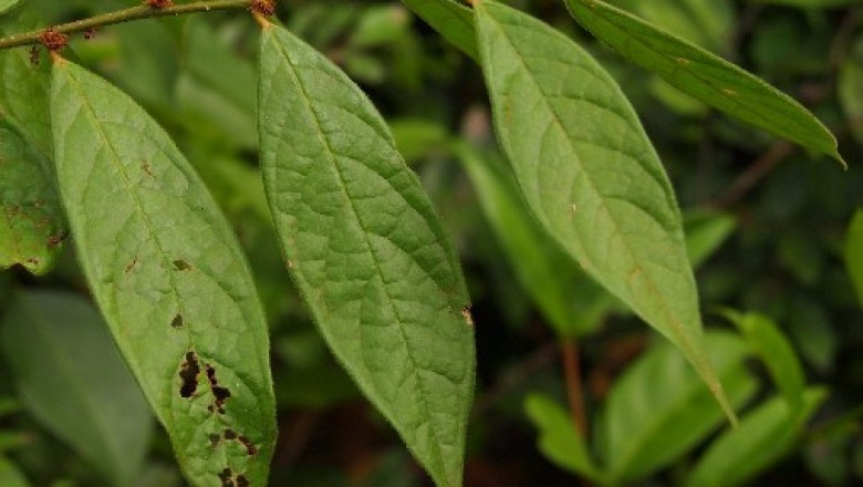 Cây dược liệu cây Lương trắng - Cleistanthus tomentosus Hance (C. eburneus Gagnep.)