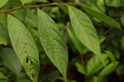 Cây dược liệu cây Lương trắng - Cleistanthus tomentosus Hance (C. eburneus Gagnep.)