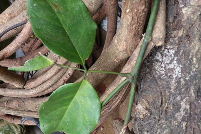 Bài thuốc đông y giúp Thông kinh lạc, chữa đau xương khớp dùng dược liệu Huyết Rồng