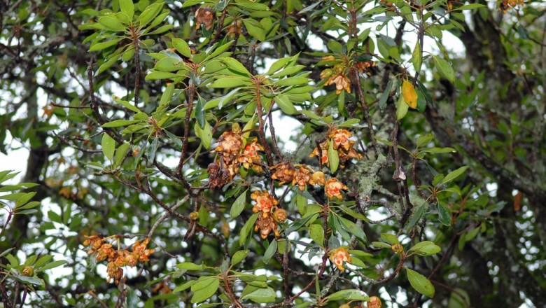 Cây dược liệu cây Lương xương, Chè béo - Anneslea fragrans Wall