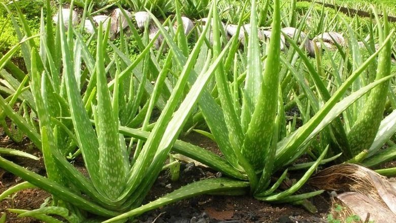Cây dược liệu cây Lô hội hay Lưu hội, Nha đam - Aloe vera L, var. chinensis (Haw.) Berger