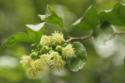 Cây dược liệu cây Lọ nồi Hải nam, Nang rừng Hải Nam- Hydnocarpas hainamensis (Merr.) Sleum