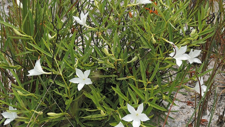 Cây dược liệu cây Luân thuỳ - Spirolobium cambodianum Baill