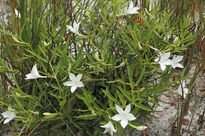 Cây dược liệu cây Luân thuỳ - Spirolobium cambodianum Baill