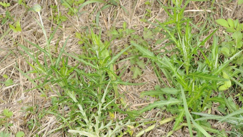 Cây dược liệu cây Luân kế, Ô rô cạn lá hẹp, Điều diệp kế, Gai thảo hẹp - Cirisum lineare (Thunb.) Sch.- Bip