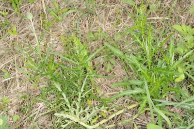 Cây dược liệu cây Luân kế, Ô rô cạn lá hẹp, Điều diệp kế, Gai thảo hẹp - Cirisum lineare (Thunb.) Sch.- Bip