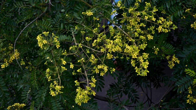 Cây dược liệu cây Lim vang - Peltophorum dasyrachis Kurz ex Baker