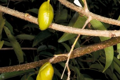Cây dược liệu cây Lốp bốp, Mồng gà, Ðộc chó - Connarus cochinchinensis (BailL) Pierre
