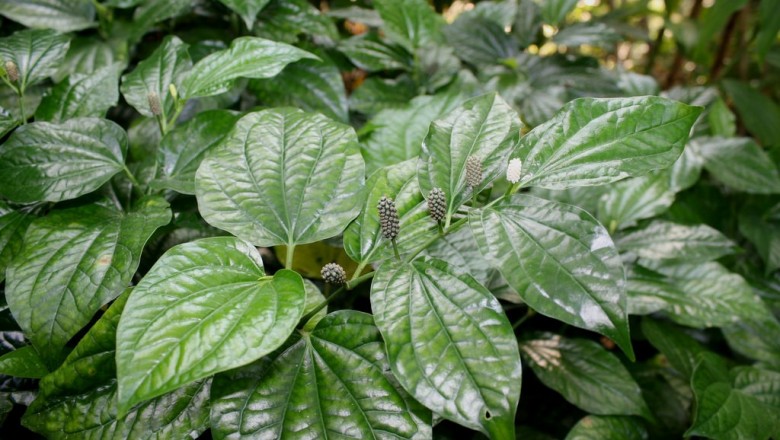 Cây dược liệu cây Lốt - Piper sarmentosum Roxb