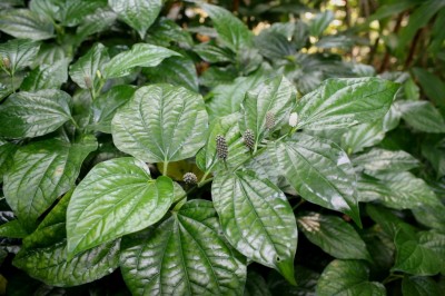 Cây dược liệu cây Lốt - Piper sarmentosum Roxb