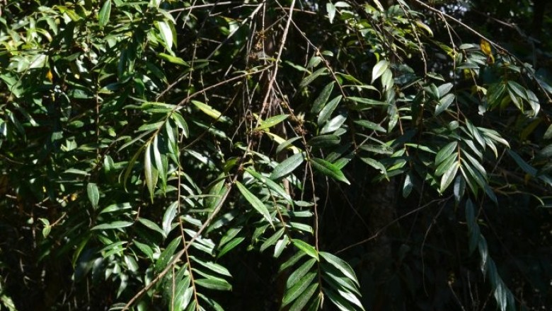 Cây dược liệu cây Linh đồi, Sơn trà nhọn - Eurya groffii Merr